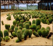 Weight loss. African plant hoodia help fight fat.