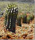 Hoodia. African plant hoodia help fight fat.